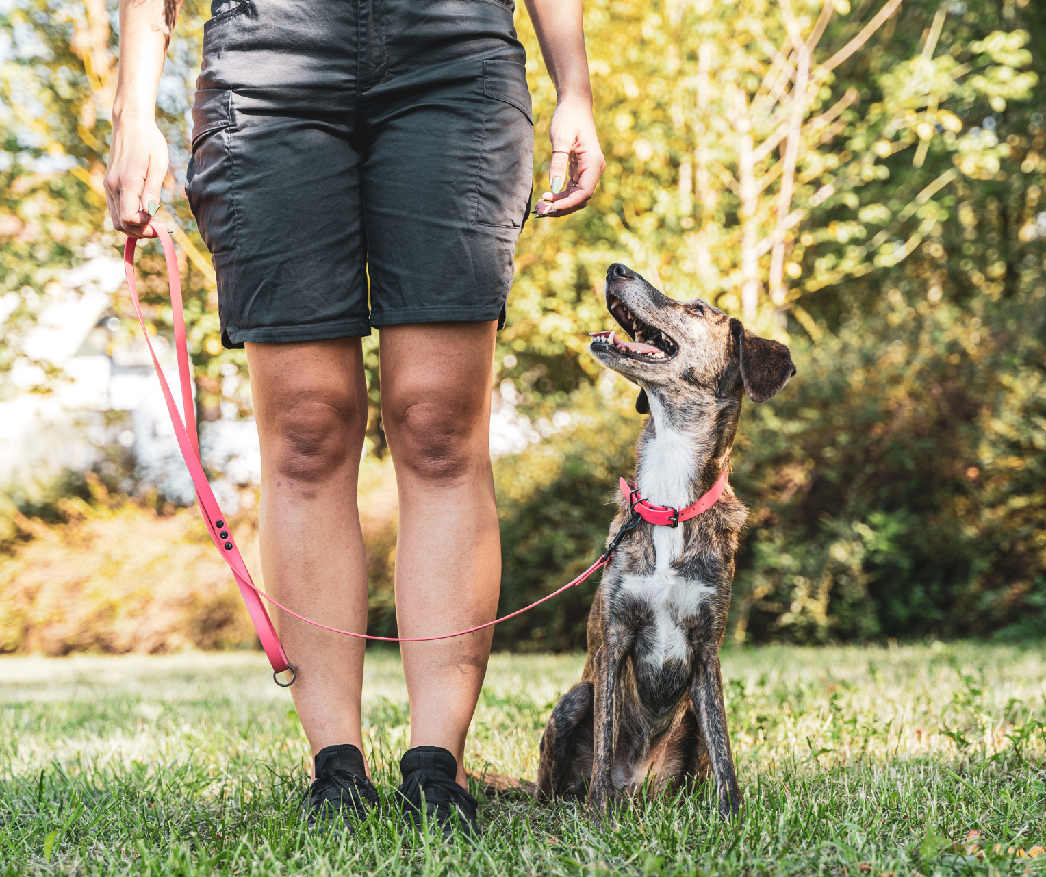 dog obedience training