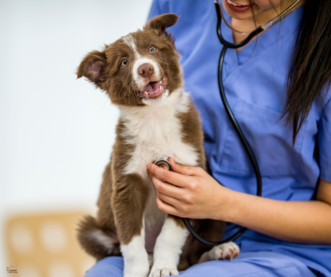 canine trade group vets