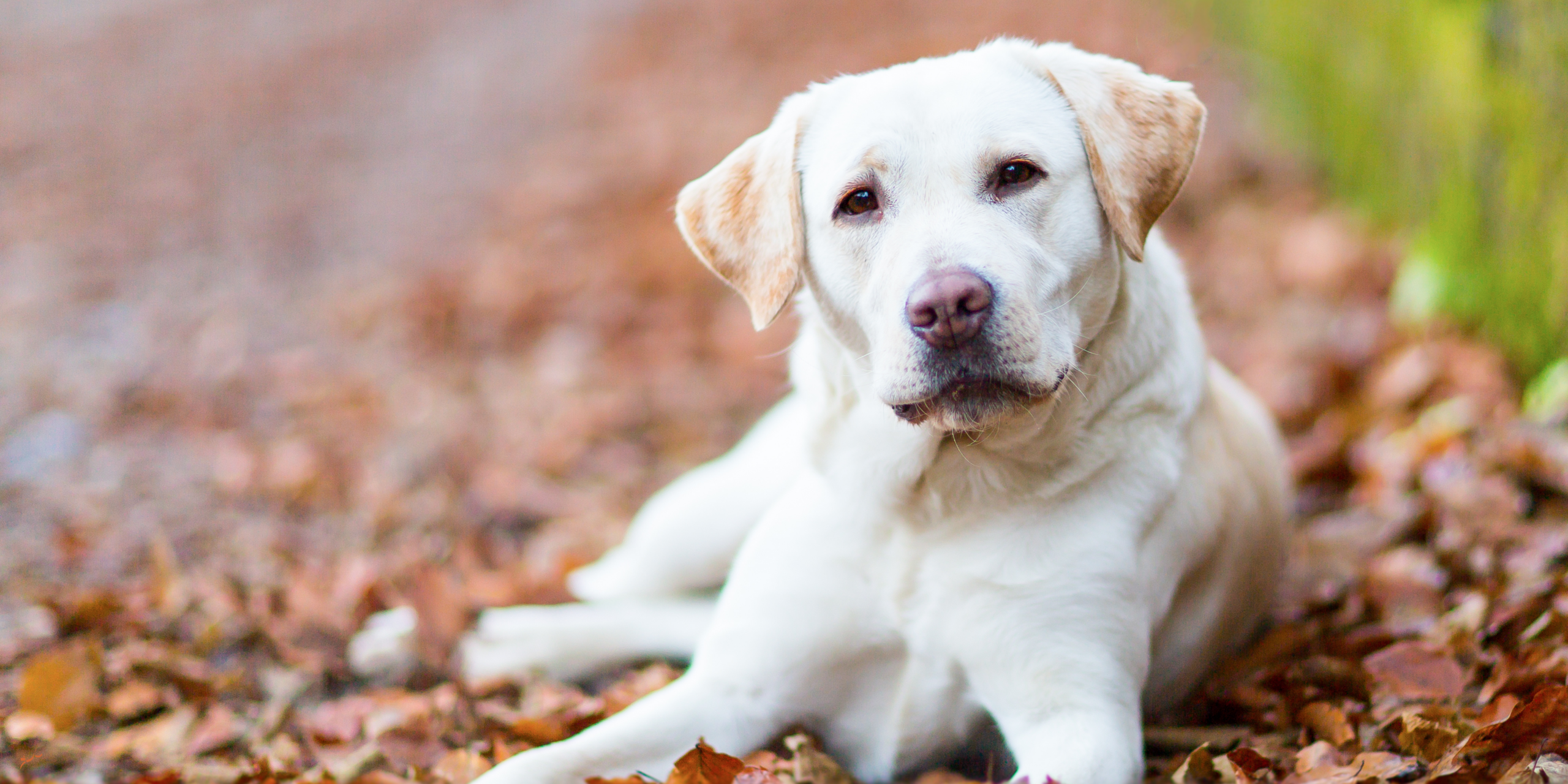 advanced obedience training advanced obedience training