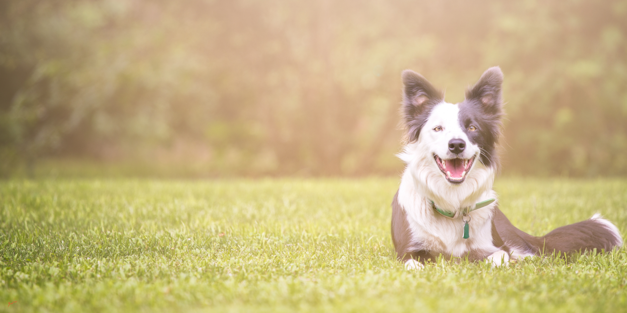 basic obedience training