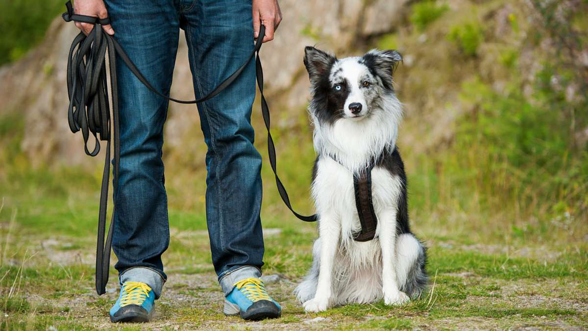 leash walking