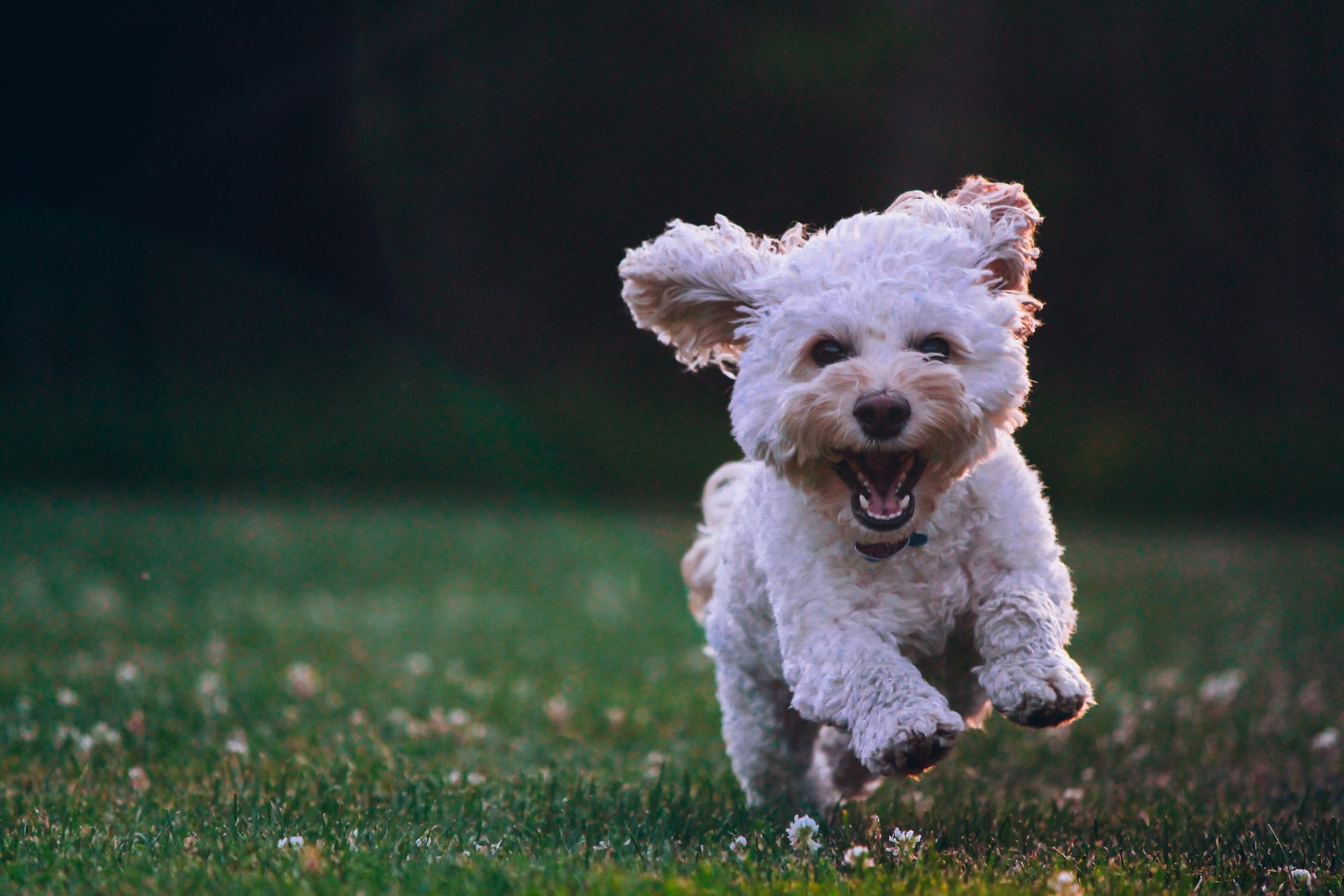leash walking