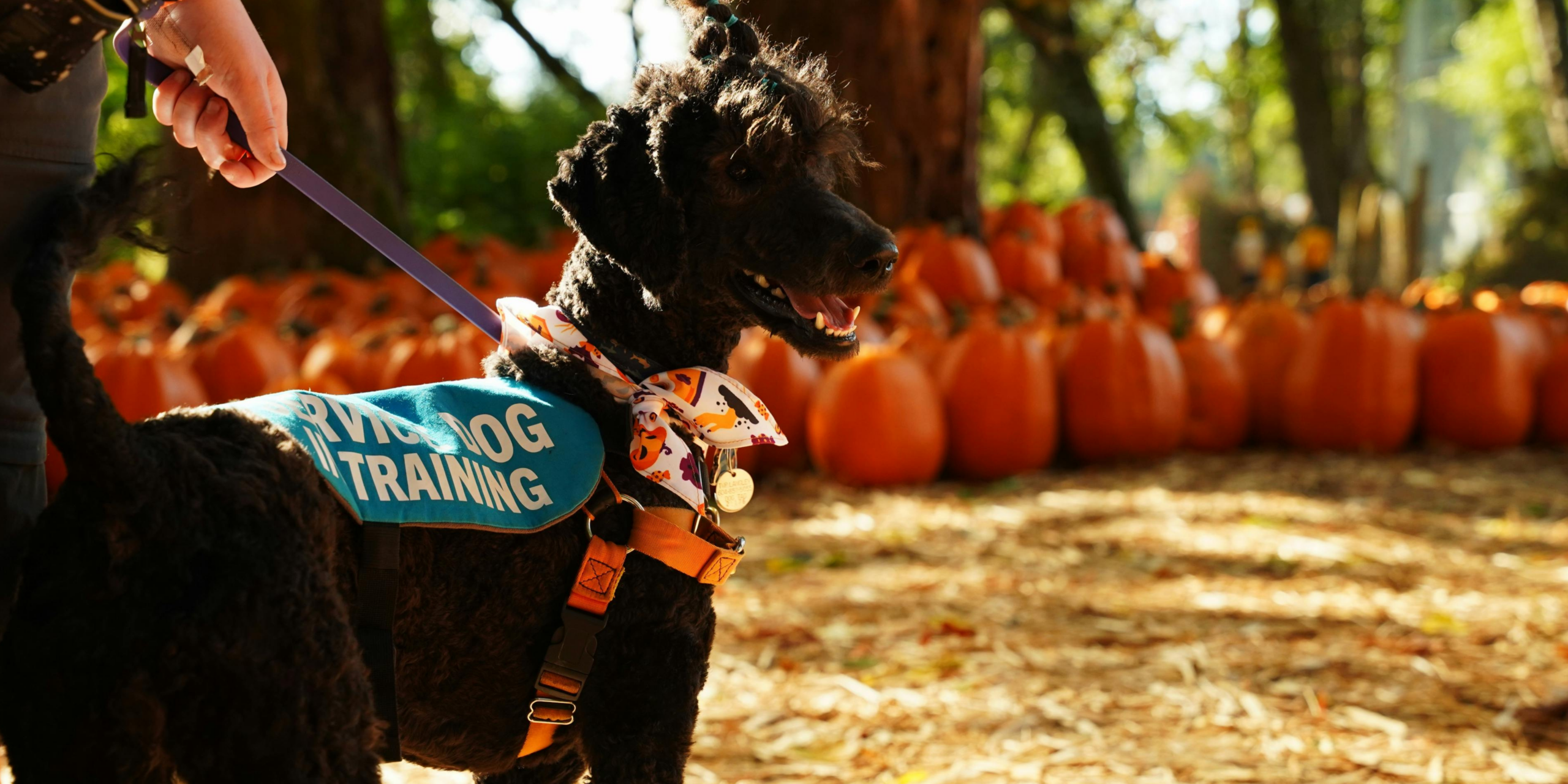 service dog training 